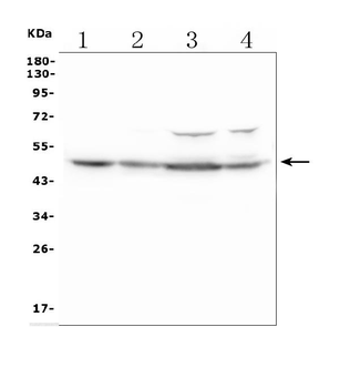2B4/Cd244 Antibody