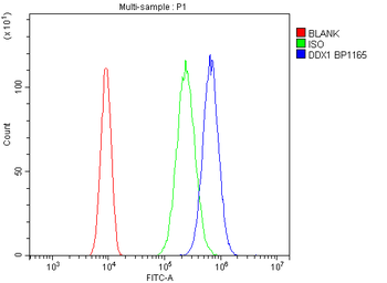 Anti-DDX1 Antibody
