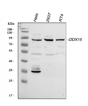 DHX15/prp43 Antibody