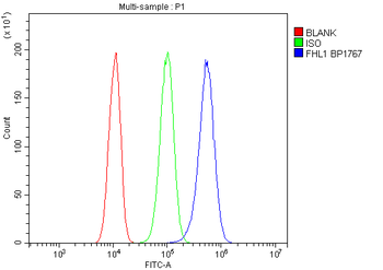 Anti-FHL FHL1 Antibody