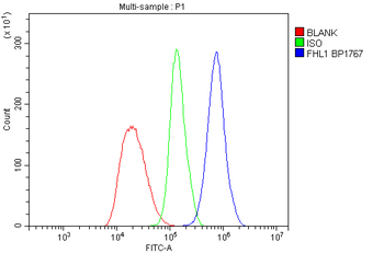 Anti-FHL Fhl1 Antibody
