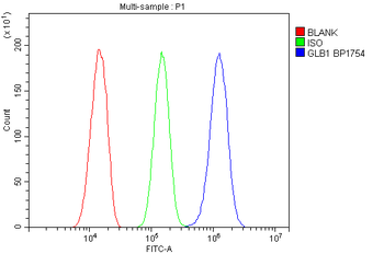 Anti-GLB1/Beta-galactosidase Antibody