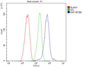 Anti-c-Maf/MAF Antibody