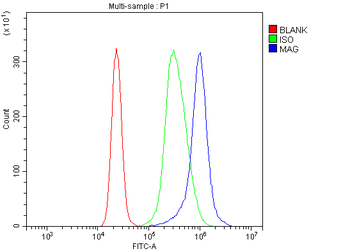 Anti-MAG Antibody
