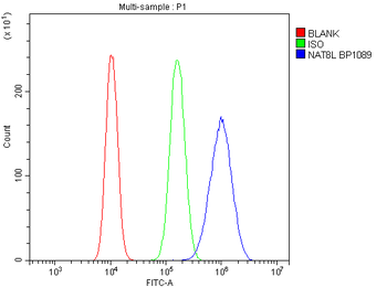 NAT8L Antibody
