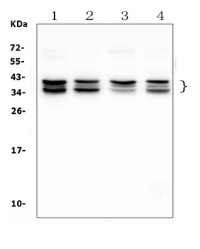 NAT8L Antibody