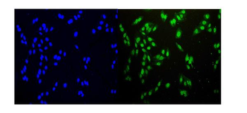 Anti-HEC1/HEC/NDC80 Antibody
