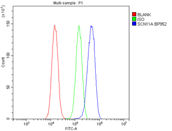 Anti-SCN11A Antibody