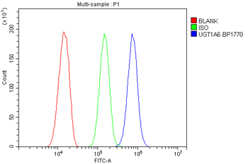 Anti-UGT1A6 Antibody