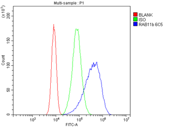 Anti-RAB11B Antibody (monoclonal, 6C5)