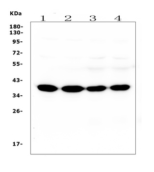 SYP/Synaptophysin Antibody (monoclonal, 3G12)