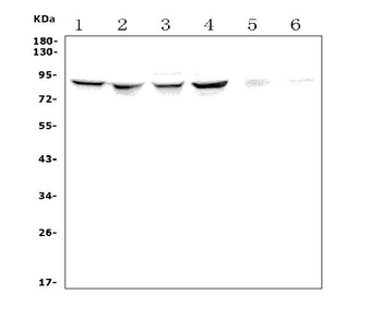 Anti-P5CS/ALDH18A1 Antibody