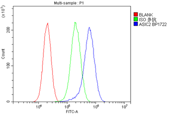 Anti-ACCN1/ASIC2 Antibody