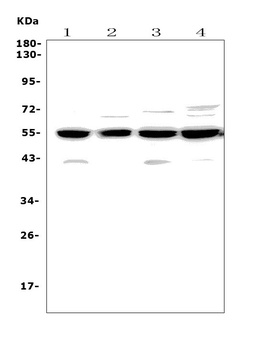 Cyclin B2/CCNB2 Antibody