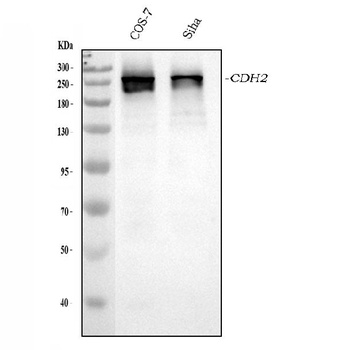 CHD2 Antibody