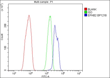 Eph receptor B2/EPHB2 Antibody