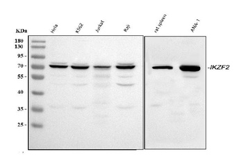 ZNFN1A2/HELIOS/IKZF2 Antibody