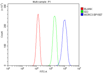 Anti-MORC3 Antibody