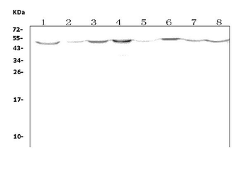 Anti-LOX 1/Olr1 Antibody
