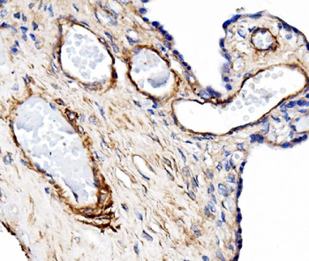 Anti-CD31/Pecam1 Antibody