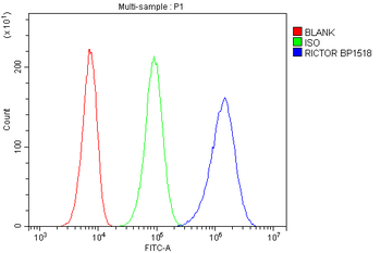 Anti-RICTOR Antibody