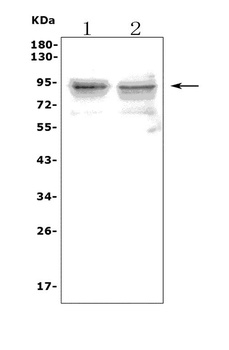 Toll-like receptor 1 TLR1 Antibody