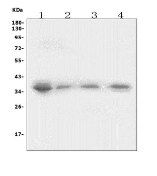 Anti-XRCC2 Antibody