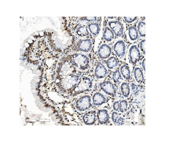 Anti-PTBP1 Antibody (monoclonal, 3H12)