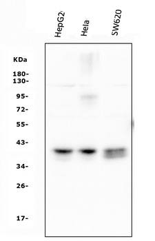 ATF1 Antibody(monoclonal, 7F8)