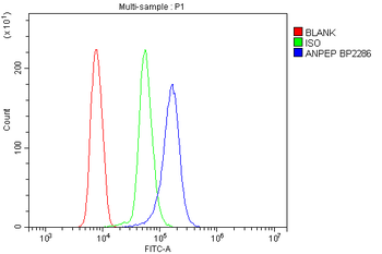 Anti-CD13/ANPEP Antibody