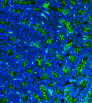 Anti-CD13/Anpep Antibody