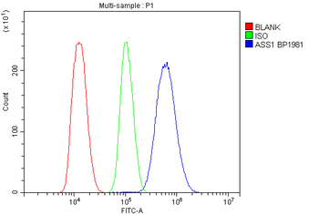 Anti-ASS1 Antibody