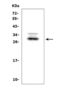 Anti-BAMBI/NMA Antibody