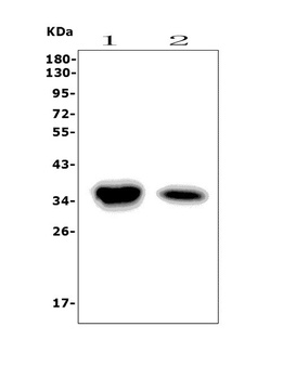 Carbonic Anhydrase 4/CA4 Antibody