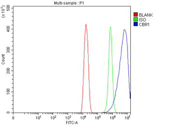 Anti-CBR1 Antibody