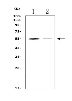 Muscarinic Acetylcholine Receptor 1/CHRM1 Antibody