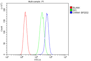 Anti-Muscarinic Acetylcholine Receptor 1/CHRM1 Antibody