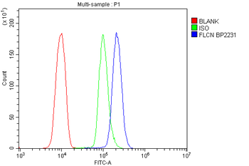 Anti-FLCN Antibody