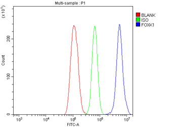 Anti-FOXK1/MNF Antibody