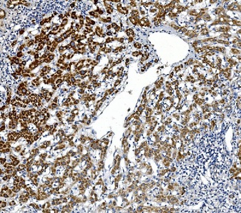 GPNMB/Gpnmb Antibody