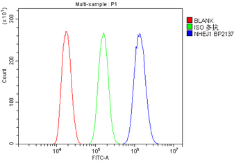 Anti-XLF/NHEJ1 Antibody