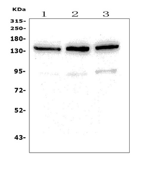 SCOP/PHLPP1 Antibody