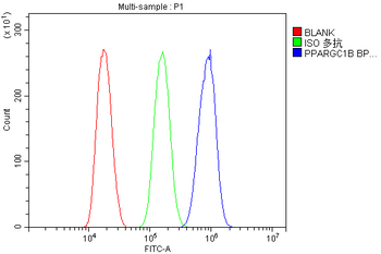 Anti-PGC1 beta/PPARGC1B Antibody