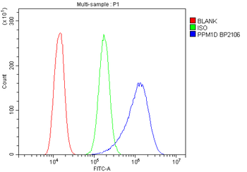 Anti-PPM1D/WIP1 Antibody