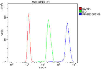 Anti-PPM1E Antibody
