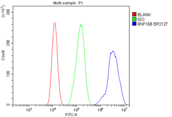 Anti-RNF168 Antibody