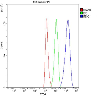 Anti-Rsk 2/MAPKAP Kinase 1b/RPS6KA3 Antibody