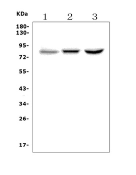 CLLD8/SETDB2 Antibody
