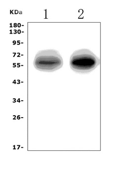 EAAT1/SLC1A3 Antibody