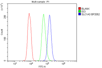 Anti-EAAT1/SLC1A3 Antibody